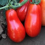 Organic San Marzano Short Vine Tomato ~25 Seeds - Organic, Heirloom, Open Pollinated, Non-GMO, Farm & Vegetable Gardening Seeds Photo, bestseller 2024-2023 new, best price $2.99 review