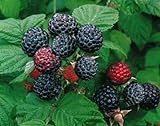 2 Jewel - Black Raspberry Plant - Everbearing - All Natural Grown - Ready for Fall Planting Photo, bestseller 2024-2023 new, best price $29.95 review