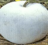 Big Pack - (100) Winter Melon Round, Wax Gourd Seeds - Tong Qwa - Used in Asian Soup Dishes - Non-GMO Seeds by MySeeds.Co (Big Pack - Wax Gourd) Photo, bestseller 2024-2023 new, best price $12.89 ($0.13 / Count) review