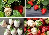 Double The Color Strawberry Duo Packet - 100 Red Straberry Seeds + 100 White Strawberry Seeds to Plant Photo, bestseller 2024-2023 new, best price $10.92 ($0.11 / Count) review