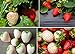 Photo Double The Color Strawberry Duo Packet - 100 Red Straberry Seeds + 100 White Strawberry Seeds to Plant new bestseller 2024-2023