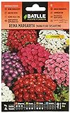 Reina Marg. ENANO flor crisantemo Foto, éxito de ventas 2024-2023 nuevo, mejor precio 1,88 € revisión