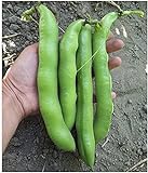 David's Garden Seeds Bean Fava Vroma 1715 (Green) 25 Non-GMO, Open Pollinated Seeds Photo, bestseller 2024-2023 new, best price $4.45 review