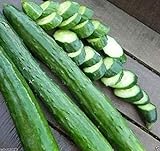 Japanese Long Burpless Cucumber Seeds - Sooyow Nishiki Green Non-GMO (25 - Seeds) Photo, bestseller 2024-2023 new, best price $4.49 review