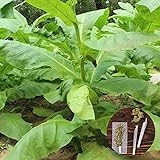 clifcragrocl Semillas orgánicas Virginia Tabaco Heirloom - Semillas de plantas frescas - Fácil de cultivar Foto, éxito de ventas 2024-2023 nuevo, mejor precio 1,29 € revisión