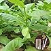 Foto clifcragrocl Semillas orgánicas Virginia Tabaco Heirloom - Semillas de plantas frescas - Fácil de cultivar nuevo éxito de ventas 2024-2023
