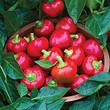 Burpee Cherry Stuffer Sweet Pepper Seeds 25 seeds Photo, bestseller 2024-2023 new, best price $8.09 review