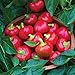 Photo Burpee Cherry Stuffer Sweet Pepper Seeds 25 seeds new bestseller 2024-2023