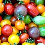 100 piezas de semillas de tomate de cereza arcoíris de semillas de tomate enano de herencia colorida para plantar el jardín de su casa Foto, éxito de ventas 2024-2023 nuevo, mejor precio 4,99 € revisión