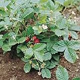 Alexandria Strawberry Seeds (20+ Seeds) | Non GMO | Vegetable Fruit Herb Flower Seeds for Planting | Home Garden Greenhouse Pack Photo, bestseller 2024-2023 new, best price $3.69 ($0.18 / Count) review