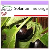 SAFLAX - Berenjena - 20 semillas - Solanum melonga Foto, éxito de ventas 2024-2023 nuevo, mejor precio 3,95 € revisión