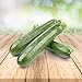 Foto Zucchini 25 x Samen - Aus Portugal 100% Natürlich Ohne Chemische Anzuchthilfe Oder Gentechnik, Einfach Nur Natur Pur neu Bestseller 2024-2023