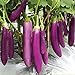 Foto Aamish 40 piezas de semillas de hortalizas de berenjena largas púrpuras japonesas nuevo éxito de ventas 2024-2023