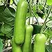 Foto 30 teile/tasche Zucchini Samen Nicht-GVO Nahrung grünen Home Wachstum Gemüsesamen Bauernhof Zucchini-Samen neu Bestseller 2024-2023