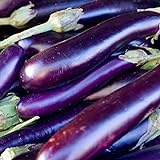 David's Garden Seeds Eggplant Long Purple 1131 (Purple) 50 Non-GMO, Heirloom Seeds Photo, bestseller 2024-2023 new, best price $4.45 review