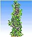 Foto BALDUR Garten Säulen-Brombeeren Navaho® 'Big&Early' dornenlos, 1 Pflanze Rubus fruticosa Säulenobst Beerenobst Brombeerpflanze neu Bestseller 2024-2023