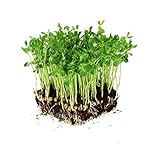 Dun Pea Seeds: 5 Lb - Bulk, Non-GMO Peas Sprouting Seeds for Vegetable Gardening, Cover Crop, Microgreen Pea Shoots Photo, bestseller 2024-2023 new, best price $31.12 ($0.39 / Ounce) review
