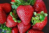 Organic Rustic Strawberry Seeds - 105 Count Photo, bestseller 2024-2023 new, best price $4.39 review
