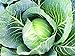 Photo 25+ Count Late Flat Dutch Cabbage Seed, Heirloom, Non GMO Seed Tasty Healthy Veggie new bestseller 2024-2023