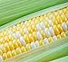 Photo Peaches and Cream Sweet Corn Seeds 100 Seeds new bestseller 2024-2023
