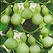 Foto Semillas de calabaza de botella gigante 5+ Lagenaria Siceraria, Dipper Gourd, Aka Calabash Seeds Vegetables Vine for Bonsai Garden Outdoor Yard Planting nuevo éxito de ventas 2024-2023