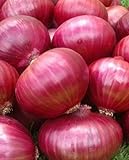 Onion RED Creole Great Heirloom Vegetable Seeds by Seed Kingdom (5,000 Seeds) Photo, bestseller 2024-2023 new, best price $12.89 review