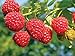 Photo 2 Joan J Raspberry Plants Everbearing new bestseller 2024-2023
