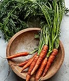 Burpee Scarlet Nantes Carrot Seeds 3000 seeds Photo, bestseller 2024-2023 new, best price $7.40 review