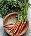 Photo Burpee Scarlet Nantes Carrot Seeds 3000 seeds new bestseller 2024-2023