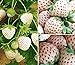 Photo 2000+ White Strawberry Seeds for Planting new bestseller 2024-2023