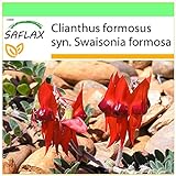 SAFLAX - Guisante del desierto de Sturt - 20 semillas - Clianthus formosus Foto, éxito de ventas 2024-2023 nuevo, mejor precio 3,95 € revisión