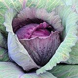David's Garden Seeds Cabbage Red Acre 5423 (Purple) 100 Non-GMO, Heirloom Seeds Photo, bestseller 2024-2023 new, best price $4.45 review