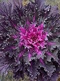 flowering kale Flowering Cabbage - Coral Queen - 50 Seeds , ornamental kale Photo, bestseller 2024-2023 new, best price $1.95 ($0.04 / Count) review