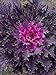 Photo flowering kale Flowering Cabbage - Coral Queen - 50 Seeds , ornamental kale new bestseller 2024-2023