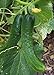 Photo Japanese Climbing Cucumber Seeds - Tender, Crisp, and Delicious!! High yields!!!(25 - Seeds) new bestseller 2024-2023