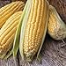 Photo Honey Select Yellow Sweet Corn Seeds, 50+ Heirloom Seeds Per Packet, (Isla's Garden Seeds), Non GMO Seeds, 90% Germination Rates, Botanical Name: Zea Mays new bestseller 2024-2023
