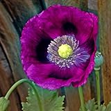 Poppy Seeds - Laurens Grape - Packet, Purple, Flower Seeds, Open Pollinated, Attracts Pollinators, Dry Area Tolerant, Container Garden, Easy to Grow Maintain Photo, bestseller 2024-2023 new, best price $5.45 ($34.06 / Ounce) review