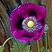 Photo Poppy Seeds - Laurens Grape - Packet, Purple, Flower Seeds, Open Pollinated, Attracts Pollinators, Dry Area Tolerant, Container Garden, Easy to Grow Maintain new bestseller 2024-2023