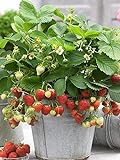 200+ Wild Strawberry Strawberries Seeds - Fragaria Vesca - Edible Garden Fruit Heirloom Non-GMO - Made in USA, Ships from Iowa. Photo, bestseller 2024-2023 new, best price $7.96 ($0.08 / Count) review
