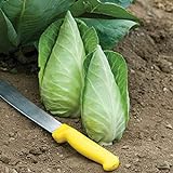 David's Garden Seeds Cabbage Caraflex 9744 (Green) 25 Non-GMO, Hybrid Seeds Photo, bestseller 2024-2023 new, best price $3.95 review