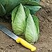 Photo David's Garden Seeds Cabbage Caraflex 9744 (Green) 25 Non-GMO, Hybrid Seeds new bestseller 2024-2023