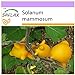 Foto SAFLAX - Ubre de vaca - 10 semillas - Solanum mammosum nuevo éxito de ventas 2024-2023