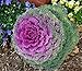 Photo NIKA SEEDS - Vegetable Flowering Kale Mix (Ornamental Cabbage) Fringed - 50-100 Seeds new bestseller 2024-2023