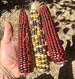 20 Graines de rare Maïs: Multicolor Fiesta et Rouge Strawberry Photo, best-seller 2024-2023 nouveau, meilleur prix 11,99 € examen
