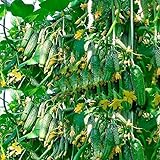 CEMEHA SEEDS Cucumber Titus F1 Vine Open-pollinated Non-GMO Vegetable Heirloom for Planting Photo, bestseller 2024-2023 new, best price $6.95 review
