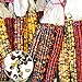 Photo Graines de plantes de fleurs 1 sac Oreille de maïs Non-OGM Fresh Colorful Glass Gem Corn Seed for Botanist - Mixed Color Corn Seeds nouveau best-seller 2024-2023