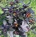 Photo Black Pearl Hot Pepper Plant - Ornamental/Edible - Hottest Pearl Pepper-2.5