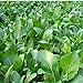 Photo 1000Pcs Choy Sum Yu Choy Chinese Flowering Cabbage Seeds new bestseller 2024-2023