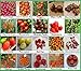 Foto Tomaten Set 2 : TOP Qualität Saatgut aus Deutschland, 20 Sorten, Ohne Gentechnik, 100% samenfest, Tomate Fleischtomate Cherrytomate, Sammlung von Raritäten neu Bestseller 2024-2023