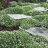 Outsidepride Irish Moss Ground Cover Plant Seed - 10000 Seeds Photo, bestseller 2024-2023 new, best price $9.99 ($0.00 / Count) review